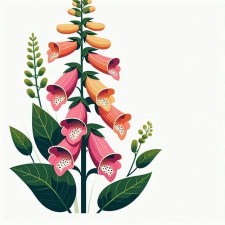 Digitalis purpurea, common foxglove, digitalis purpureaのイラスト素材