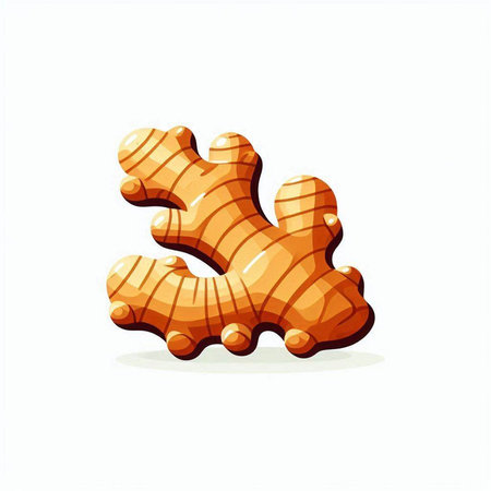 Ginger vector illustration isolated on white background. Vector illustration of ginger root.のイラスト素材