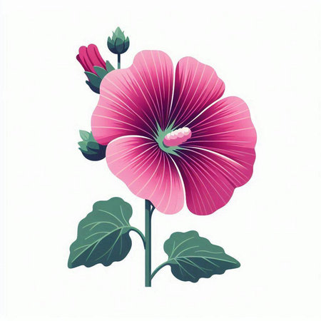 Pink hibiscus isolated on white background. Vector illustration.のイラスト素材
