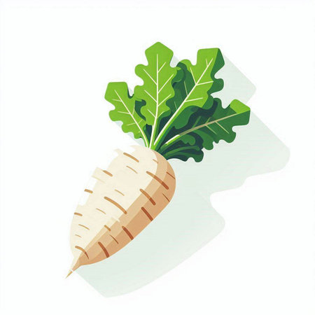 Daikon radish isolated on white background. Vector illustration.のイラスト素材
