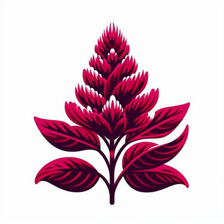 Celosia flower isolated on white background. Vector illustration.のイラスト素材