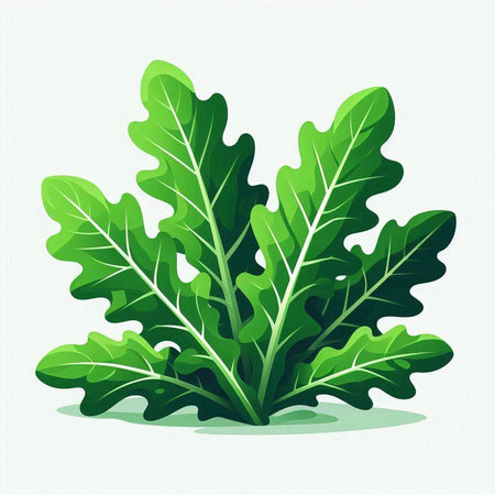 Vector illustration of green arugula leaves isolated on white background.のイラスト素材