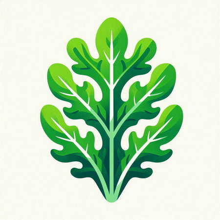 Leafs of arugula. Vector illustration. Eps 10のイラスト素材
