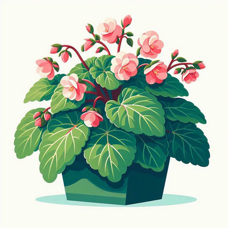 Begonia in a flowerpot on a white background. Vector illustration.のイラスト素材