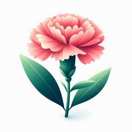 Pink carnation with green leaves on white background. Vector illustration.のイラスト素材