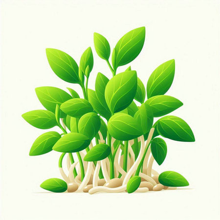 Sprouts of basil on a white background. Vector Illustration.のイラスト素材