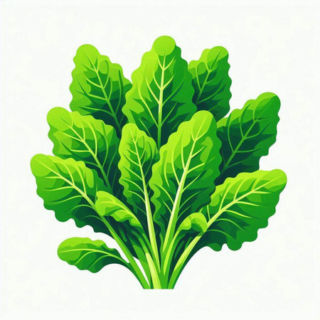 Bunch of chard isolated on white background. Vector illustration.のイラスト素材