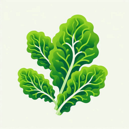 Lettuce. Vector illustration. Isolated on white background.のイラスト素材