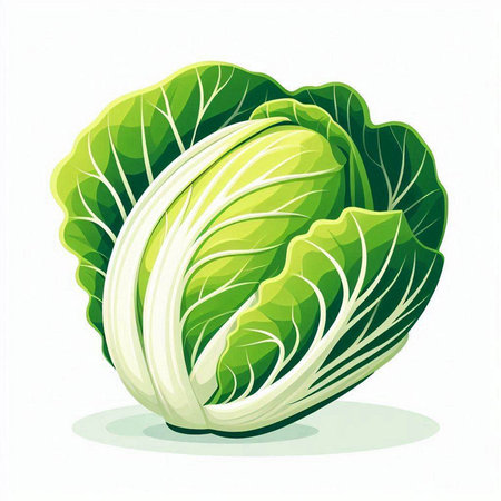 Illustration of a fresh green chinese cabbage on a white backgroundのイラスト素材