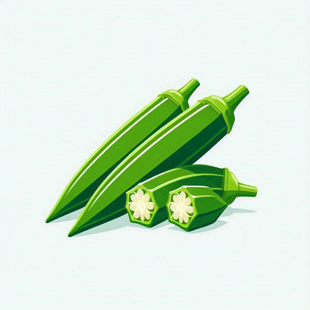 Illustration of fresh green okra on a white background, vectorのイラスト素材