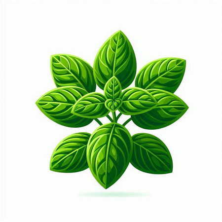 Fresh basil leaves isolated on white background. Vector illustration. Eps 10.のイラスト素材