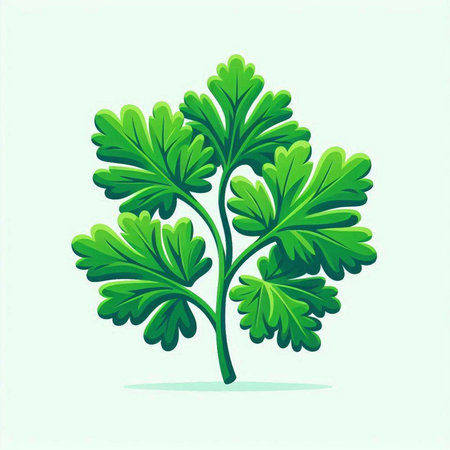 Vector illustration of parsley leaf isolated on white background. Flat style.のイラスト素材