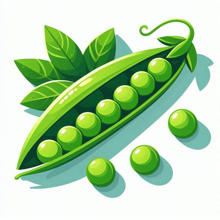 Green peas on a white background. Vector illustration. Eps 10.のイラスト素材