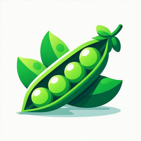 Fresh green peas in pod isolated on white background. Vector illustration.のイラスト素材