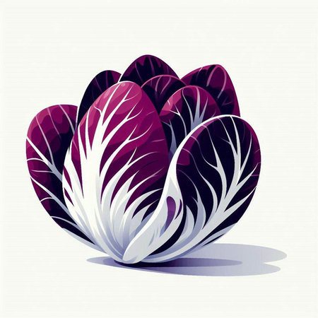 Purple chinese cabbage on white background. Vector illustration for your designのイラスト素材