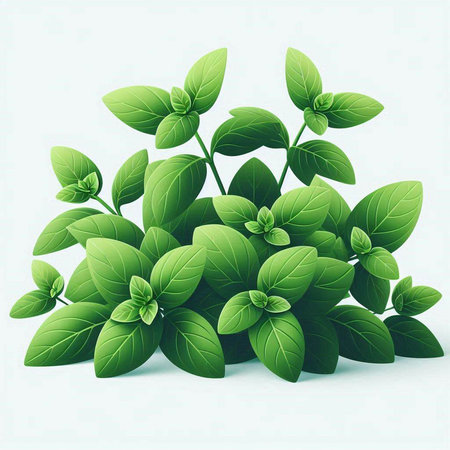 Fresh green basil on white background. Vector illustration for your design.のイラスト素材