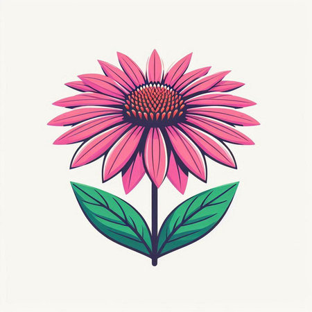 Echinacea flower with leaves on white background. Vector illustration.のイラスト素材