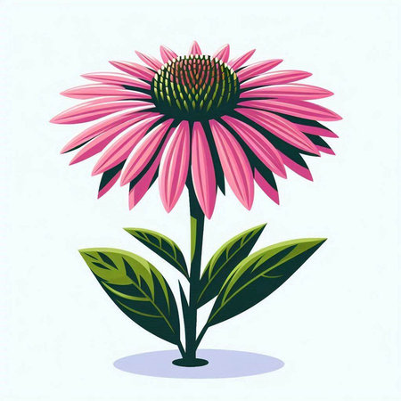 Echinacea flower vector illustration. Echinacea purpureaのイラスト素材