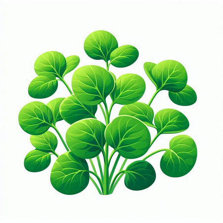 Vector illustration of green sprouts. Isolated on white background.のイラスト素材