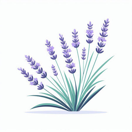 Lavender flowers isolated on white background. Vector Illustration.のイラスト素材