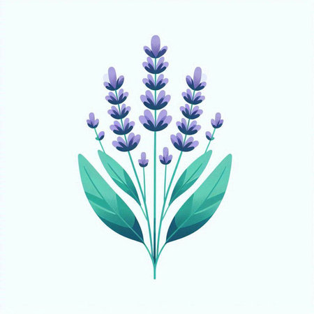 Lavender flowers isolated on a white background. Vector illustration.のイラスト素材