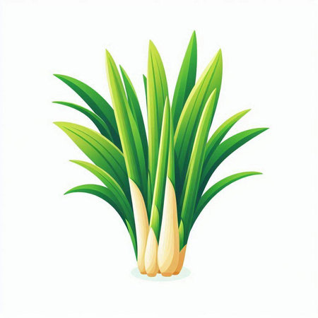 Green onion vector illustration isolated on white background. Fresh green onion plant.のイラスト素材