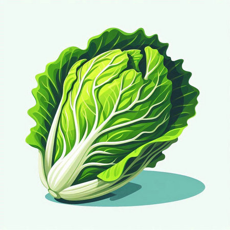Illustration of a fresh chinese cabbage on a white background.のイラスト素材