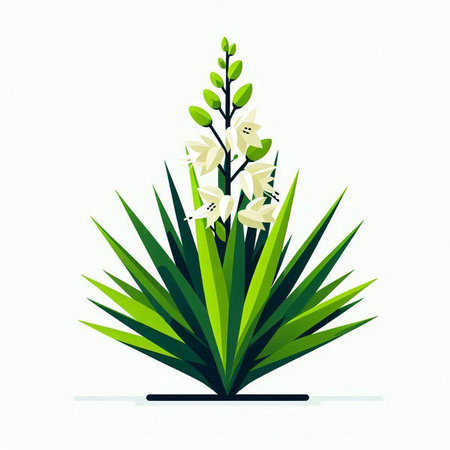 Flowering yucca plant isolated on white background. Vector illustration.のイラスト素材