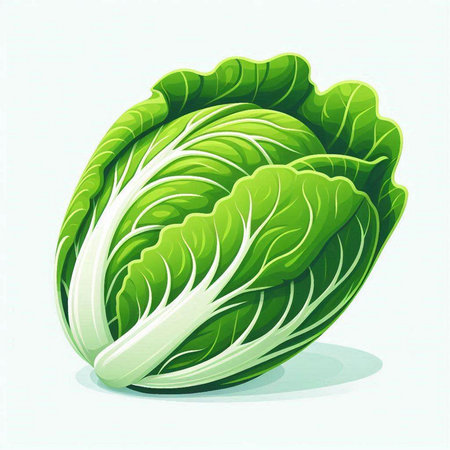 Illustration of a fresh green chinese cabbage on a white backgroundのイラスト素材