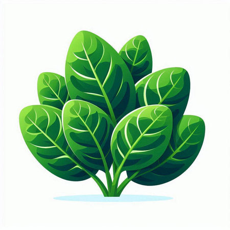 Bunch of fresh spinach leaves isolated on white background. Vector illustration.のイラスト素材