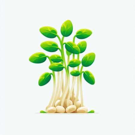 Sprouts of soybean on a white background. Vector illustration.のイラスト素材