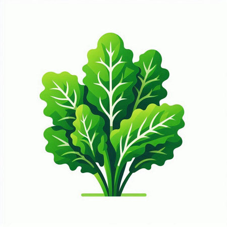 Leaves of chard. Vector illustration isolated on white background.のイラスト素材