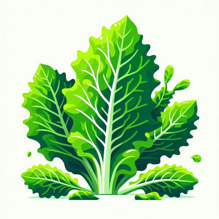 Lettuce leaves isolated on white background. Vector illustration of lettuce leaves.のイラスト素材
