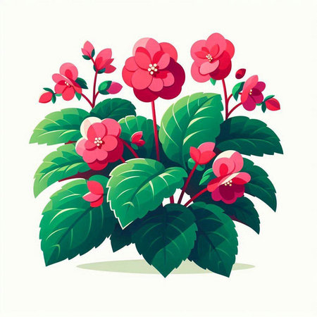 Flowering red begonia on a white background. Vector illustration.のイラスト素材