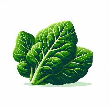 Lettuce on a white background. Isolated vector illustration.のイラスト素材