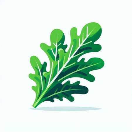 Green arugula leaf isolated on white background. Vector illustration.のイラスト素材