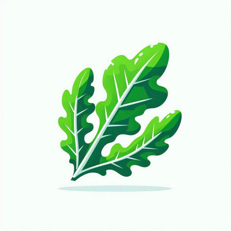 Arugula leaf isolated on a white background. Vector illustration.のイラスト素材