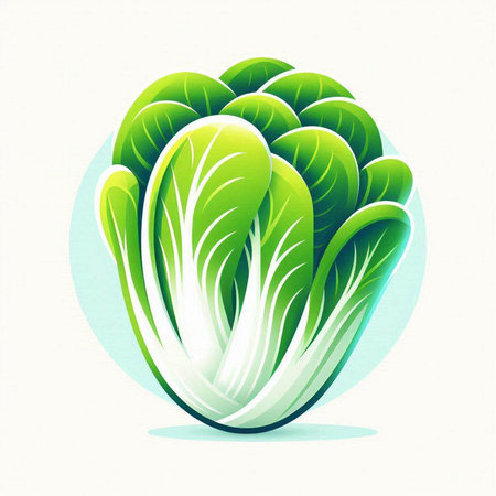Fresh green chinese cabbage on a white background. Vector illustration.のイラスト素材