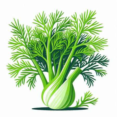 Fresh fennel isolated on a white background. Vector illustration.のイラスト素材