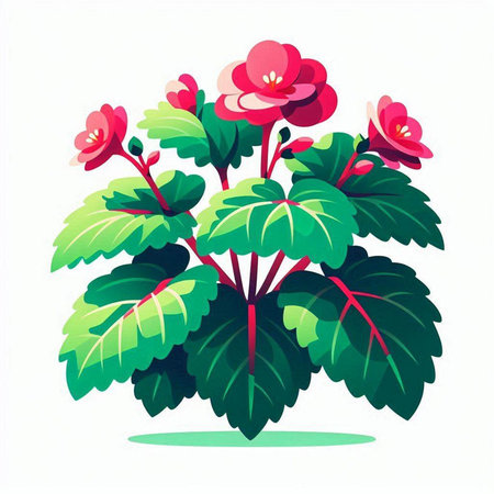 Flowering red begonia on a white background. Vector illustration.のイラスト素材