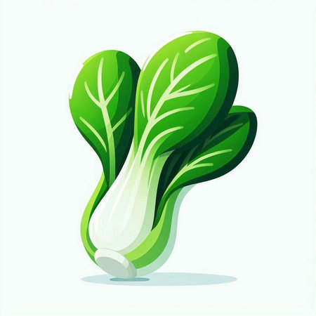 Illustration of a fresh green chinese cabbage on a white backgroundのイラスト素材
