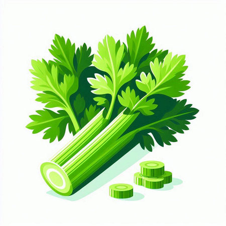 Celery isolated on white background. Vector illustration. Eps 10.のイラスト素材
