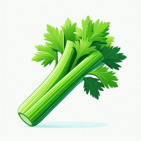 Celery isolated on white background. Vector illustration. Eps 10のイラスト素材