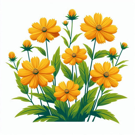 Yellow cosmos flowers on a white background. Vector illustration for your designのイラスト素材
