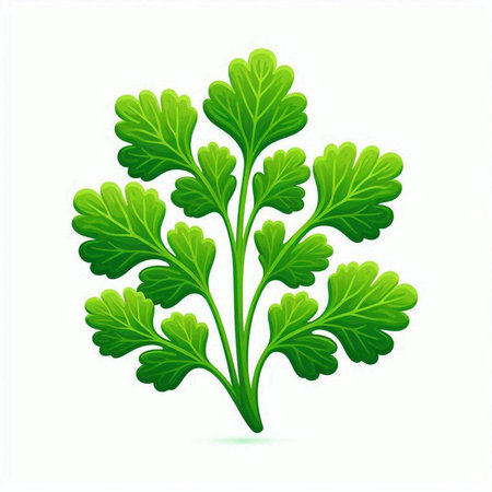 Parsley isolated on white background. Vector illustration. Eps 10.のイラスト素材