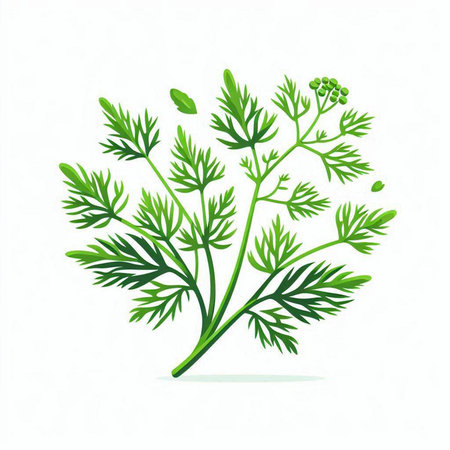 Dill leaves isolated on a white background. Vector illustration for your designのイラスト素材