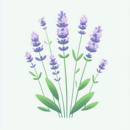 Lavender flowers on a white background. Vector illustration for your designのイラスト素材