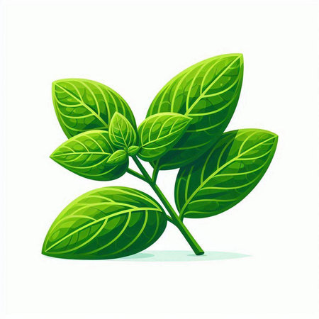 Fresh green basil leaves isolated on white background. Realistic vector illustration.のイラスト素材
