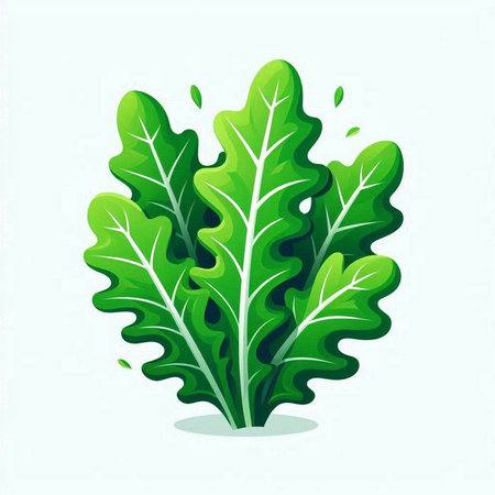 Fresh green arugula leaves. Vector illustration on white background.のイラスト素材