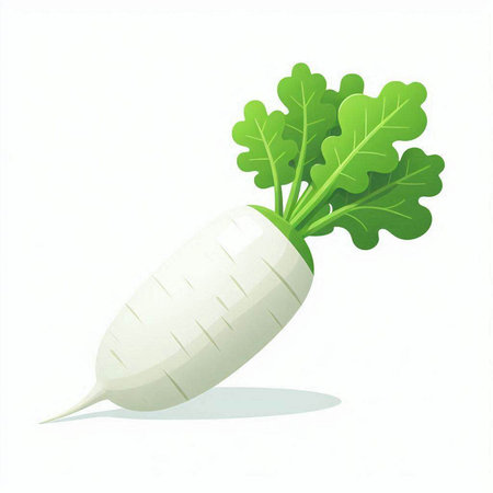 Daikon radish isolated on white background. Vector illustration.のイラスト素材